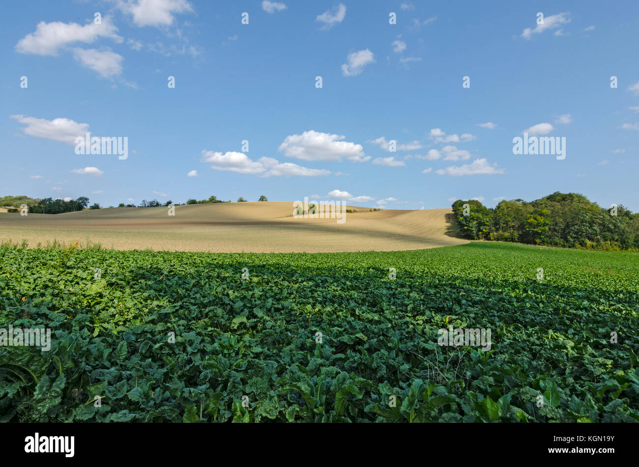 A scenic rural landscape with a field of green vegetables Stock Photo
