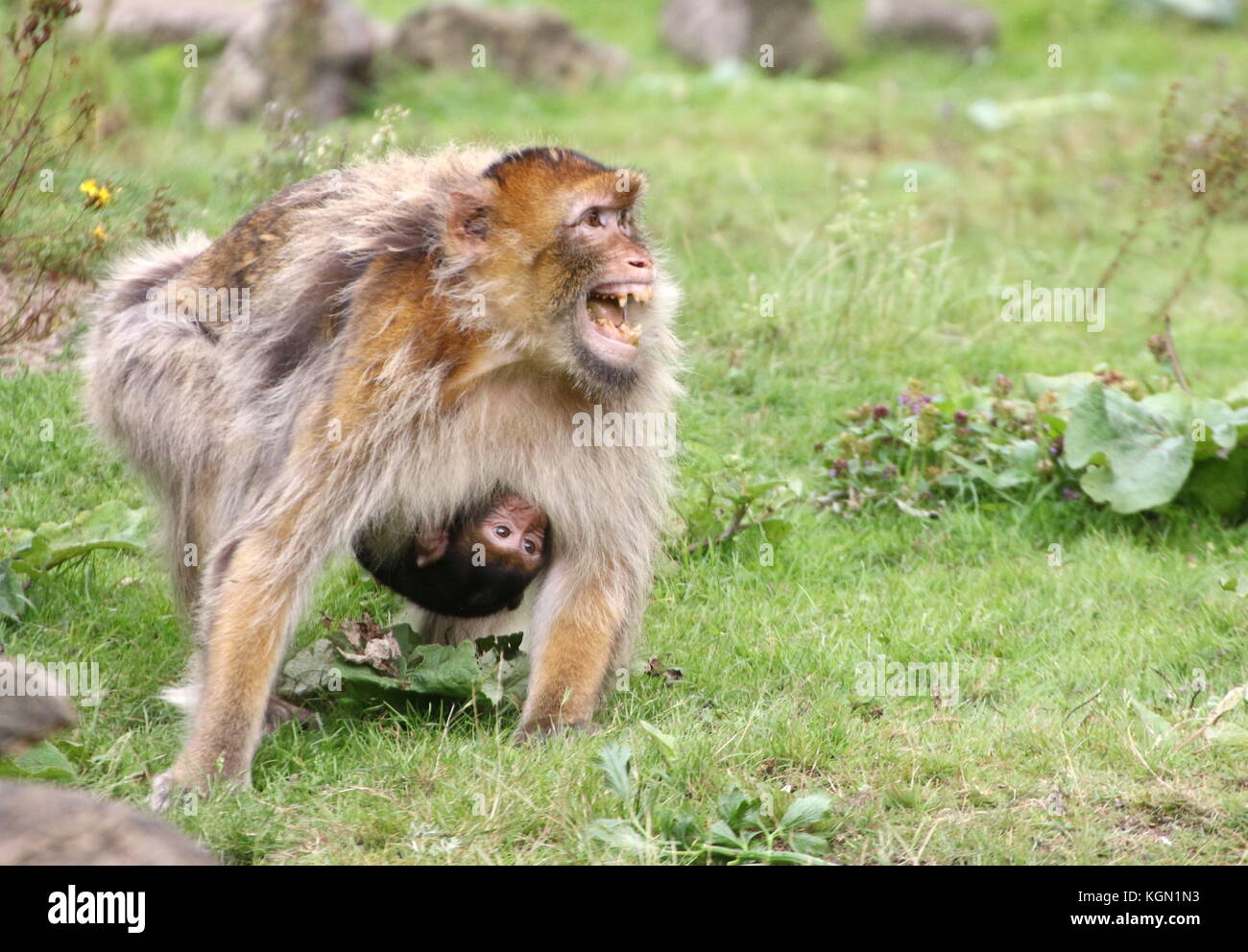 Very upset mother Barbary macaque (Macaca sylvanus) with her baby on her breast, screaming at a dominant male Stock Photo
