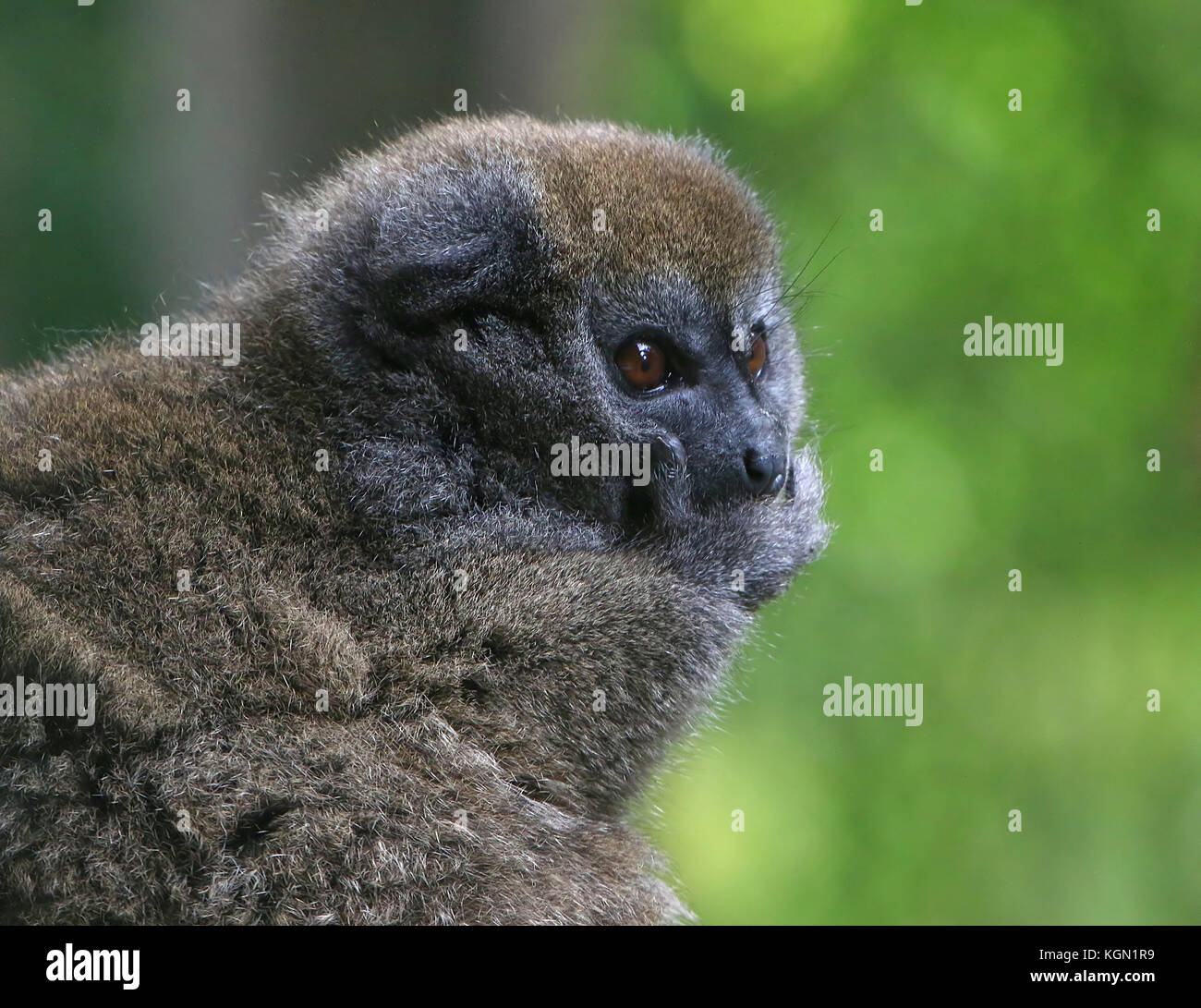 Madagascar Lac Alaotra bamboo lemur (Hapalemur alaotrensis), a.k.a. Alaotran gentle lemur Stock Photo