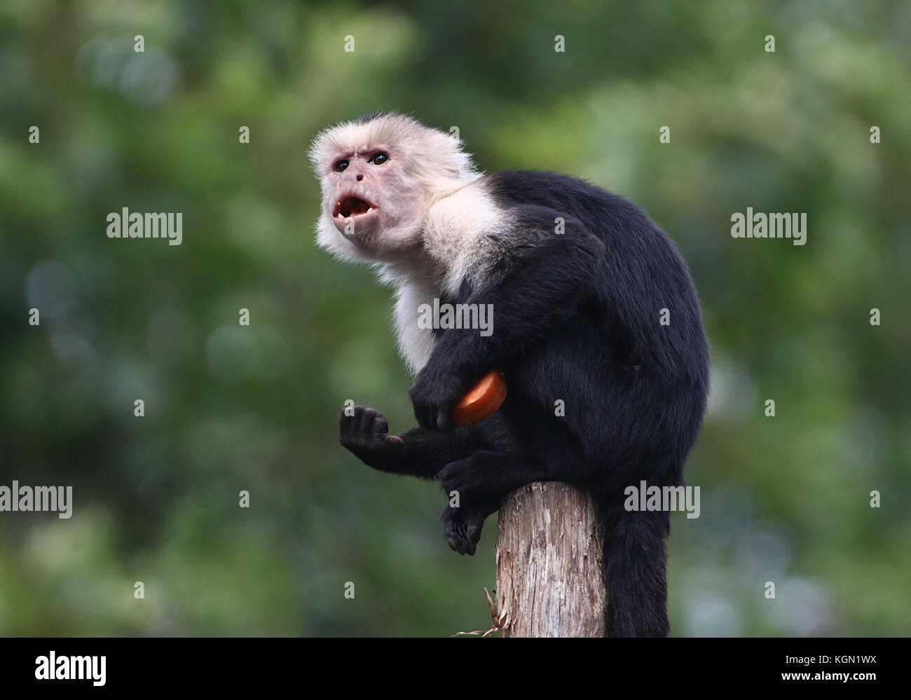 Central American White headed capuchin monkey (Cebus capucinus) eating fruit. Stock Photo