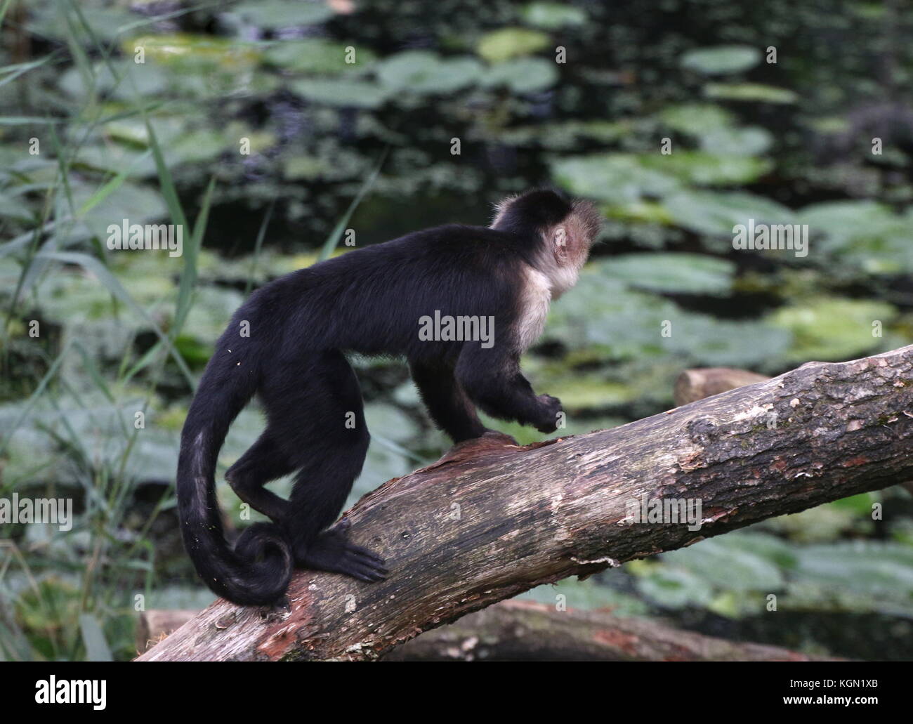 Central American White headed capuchin monkey (Cebus capucinus) crossing a river on a log. Stock Photo