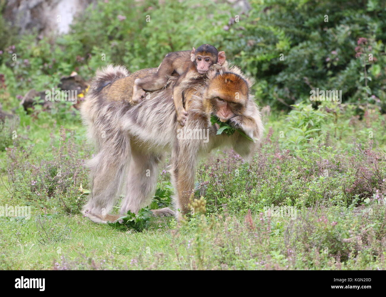 Mother Barbary macaque (Macaca sylvanus) with her baby on her back Stock Photo