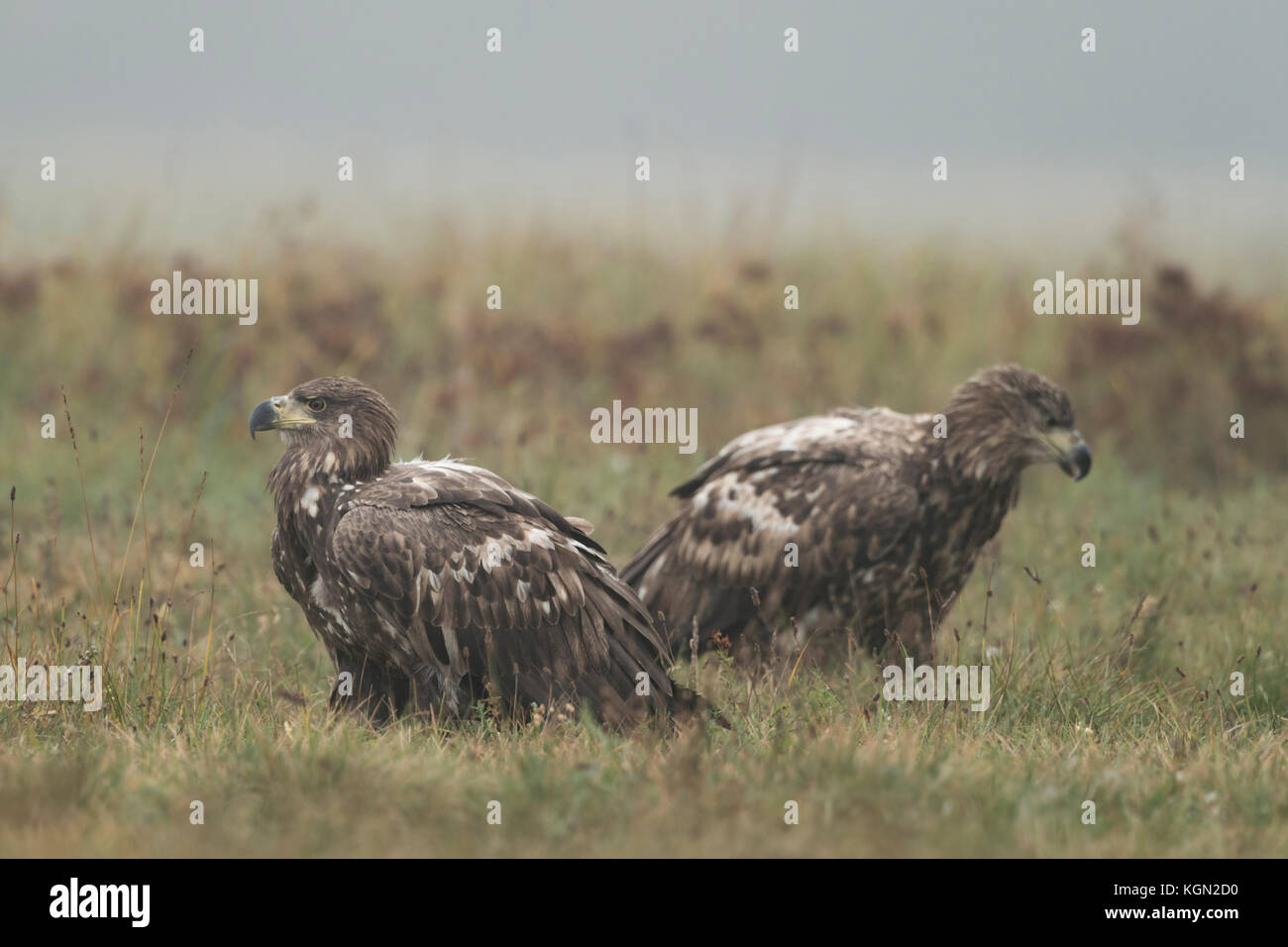 White-tailed Eagles / Sea Eagles ( Haliaeetus albicilla ), two young, immature, adolescent, sitting on the ground, resting, early morning mood, Europe Stock Photo