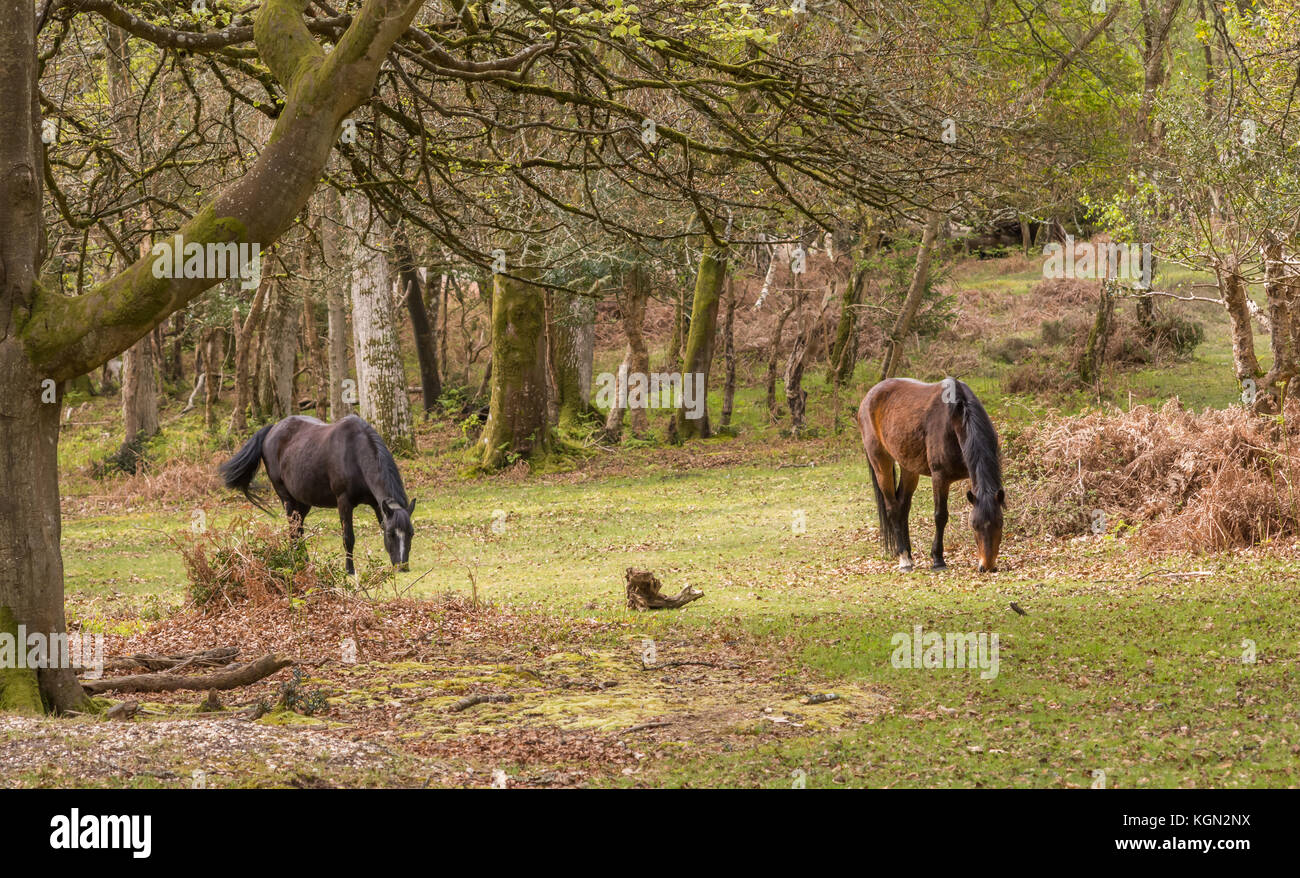 Trees and horses in the New Forest Hampshire England UK Stock Photo Alamy
