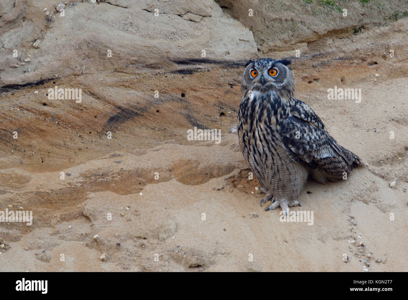 Eurasian Eagle Owl ( Bubo bubo ) young bird sitting in the slope of a sand pit, watching, bright orange eyes wide open, looks amazed, wildlife, Europe Stock Photo