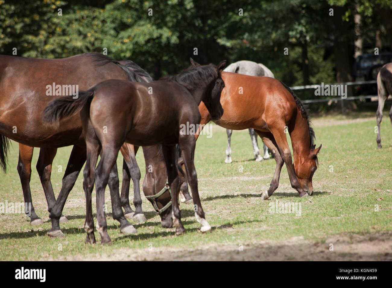 horses on the pasture Stock Photo Biology Diagrams