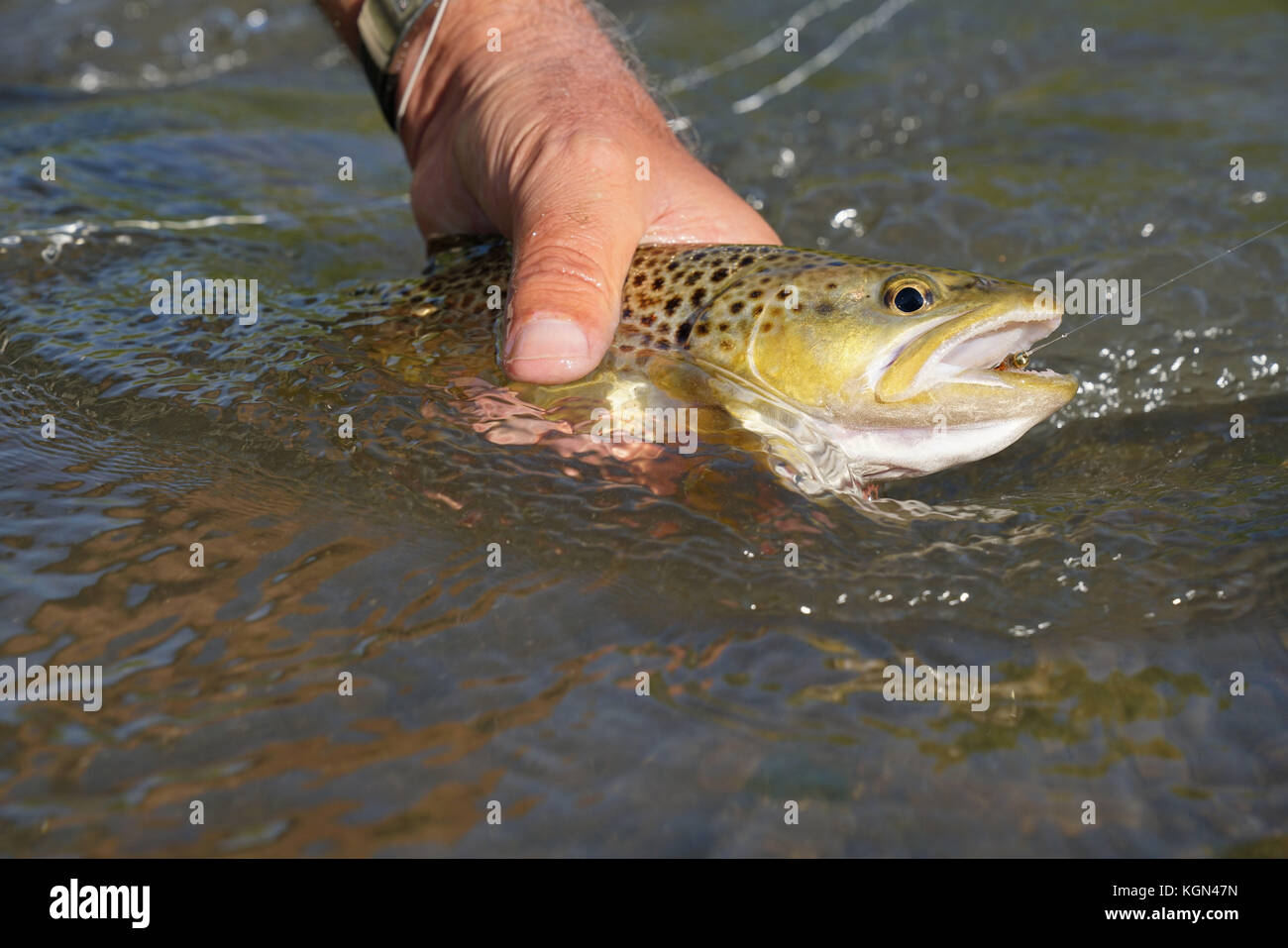 Closeup of brown trout caught in river Stock Photo - Alamy