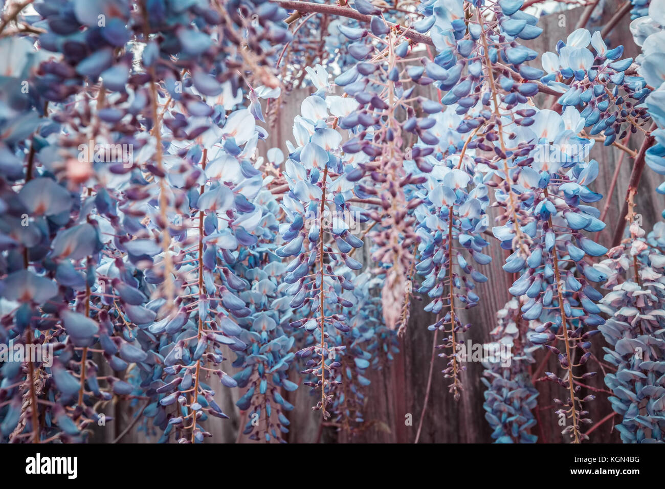 Beautiful blue flowers blooming in Australia Stock Photo Alamy