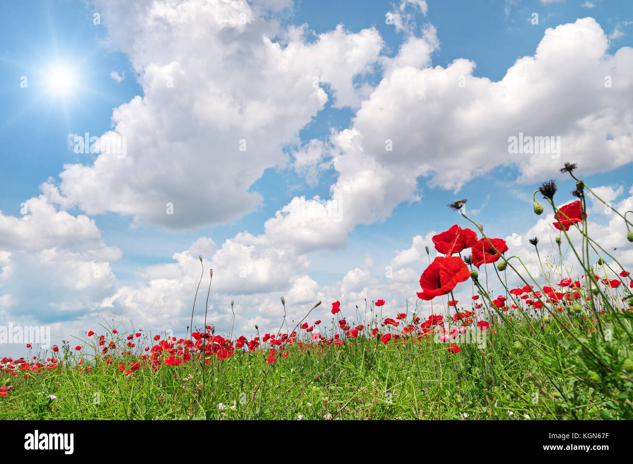 field with poppies and sun on blue sky Stock Photo - Alamy