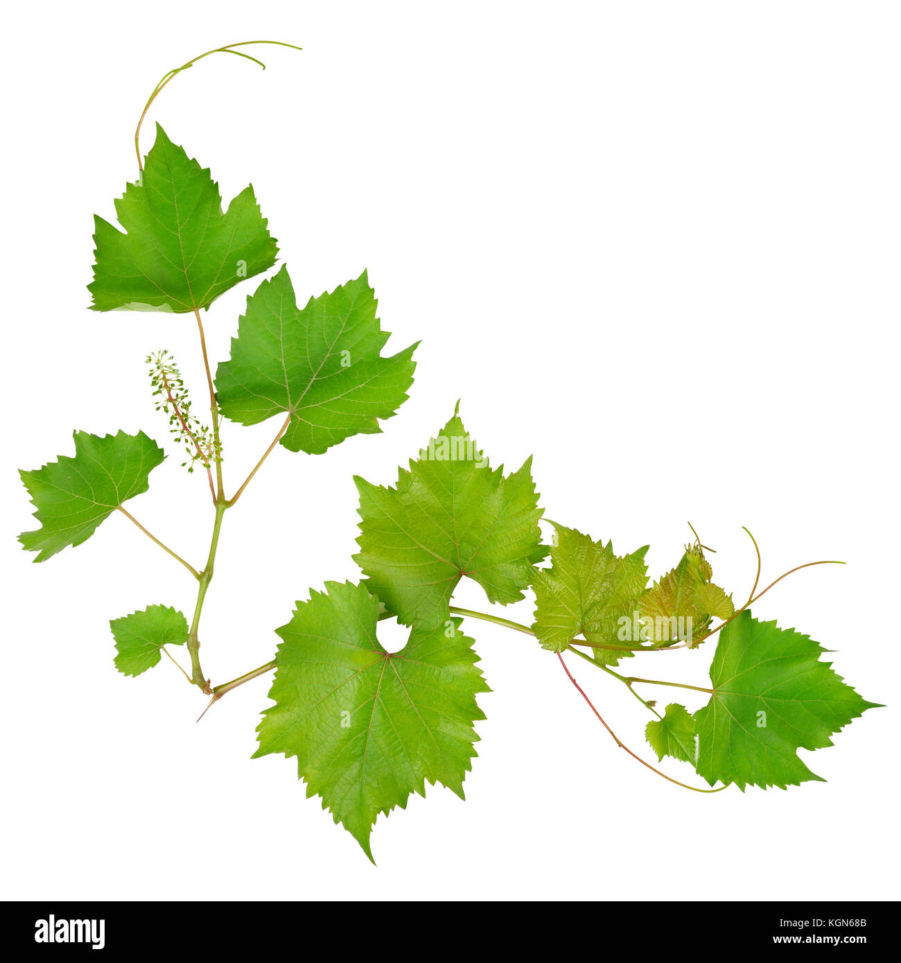Grape leaves isolated on white background Stock Photo Alamy
