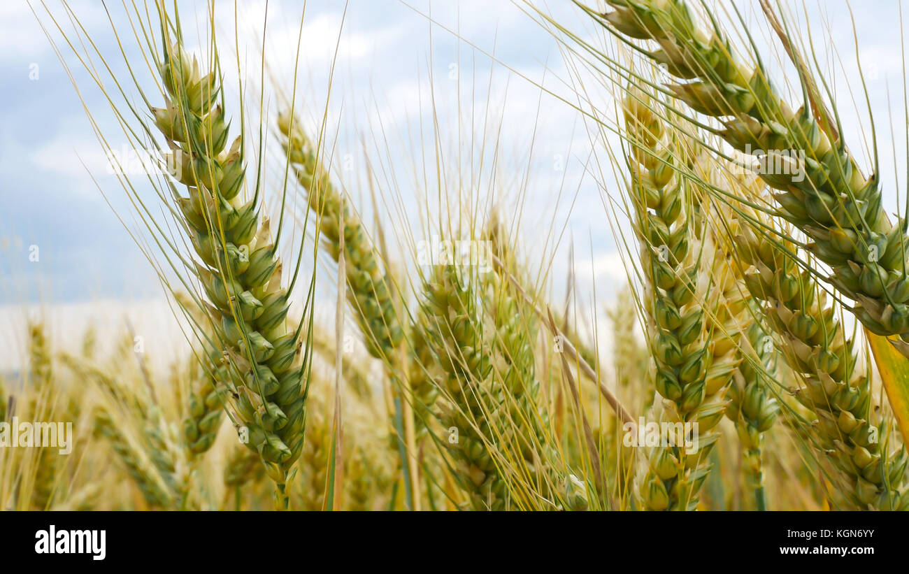 Detail of Wheat Field before Harvest Stock Photo - Alamy
