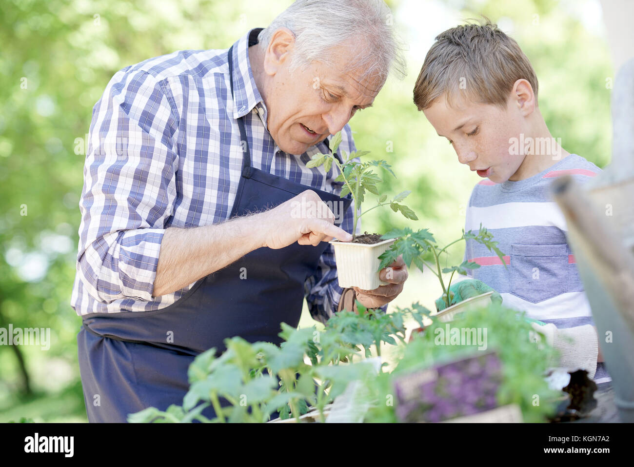 Grandfather with grandson gardening together Stock Photo