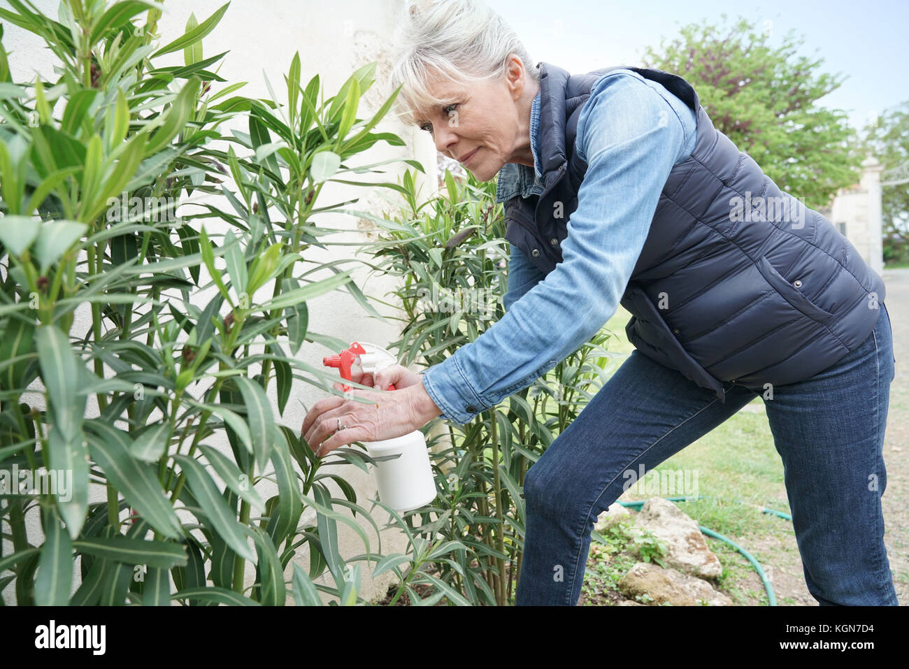 Senior woman in garden spraying insecticide over plants Stock Photo - Alamy