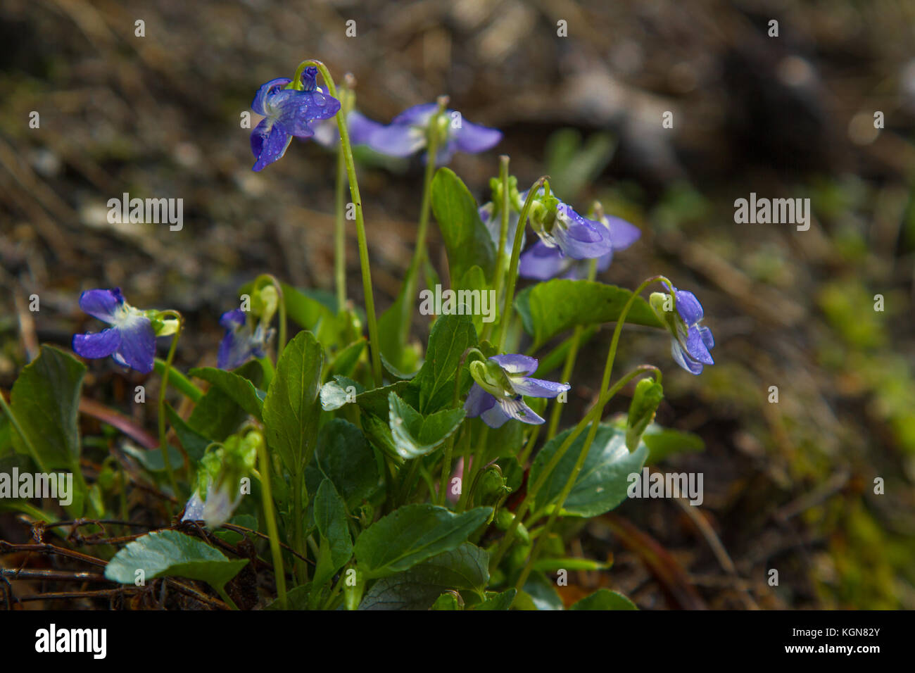 Spring nature common violets background. Viola Odorata flowers in the garden close up. Selective focus Stock Photo
