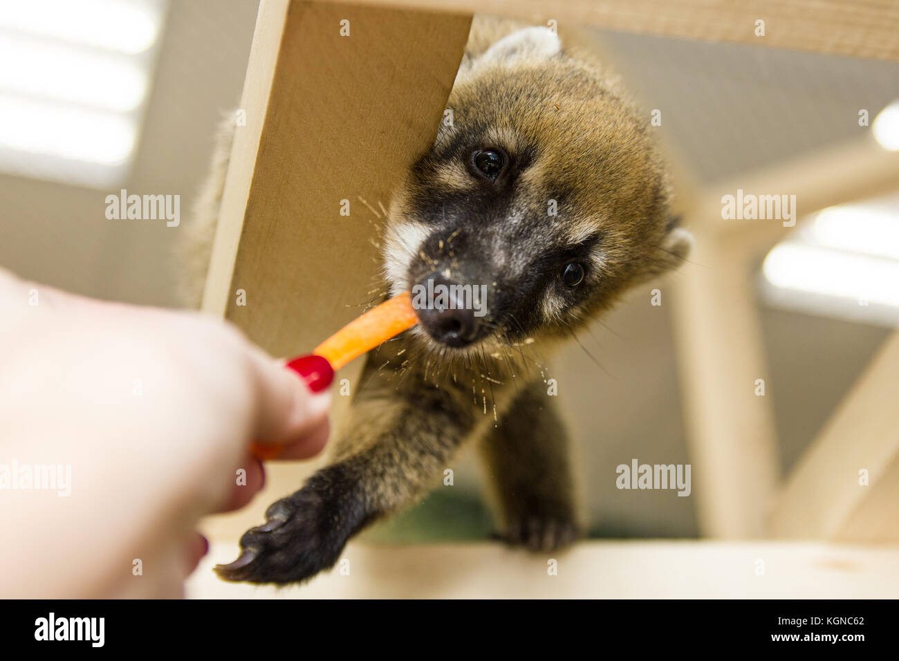 South American coati (Nasua nasua), also known as the ring-tailed coati. Wildlife animal. Stock Photo