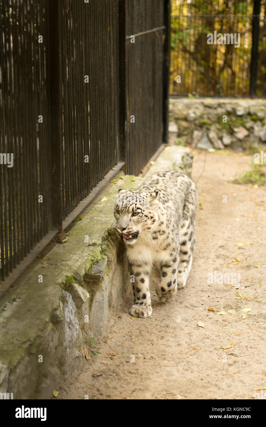 a snow leopard walks in the cage at the zoo Stock Photo