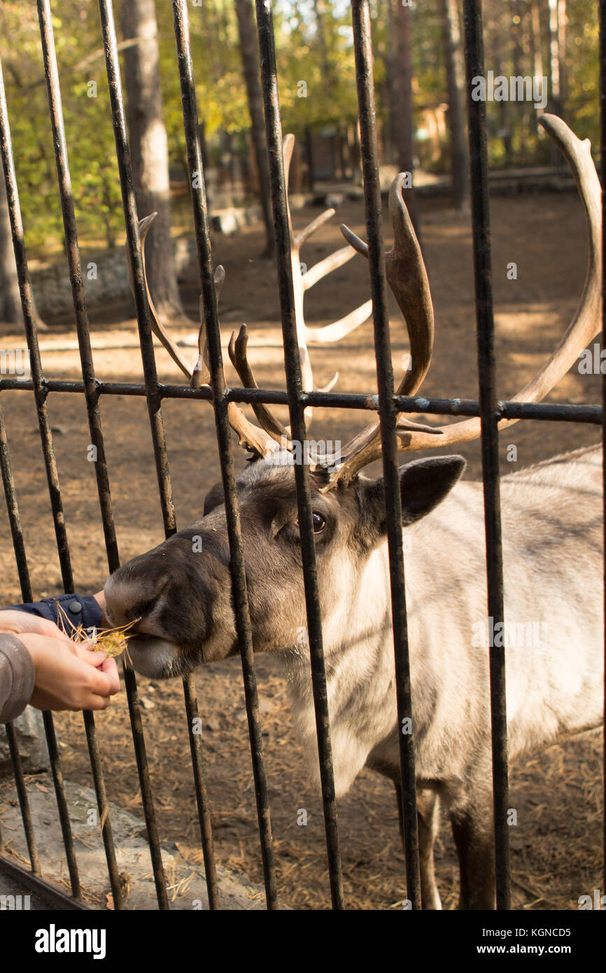 Zoo hunger hires stock photography and images Alamy
