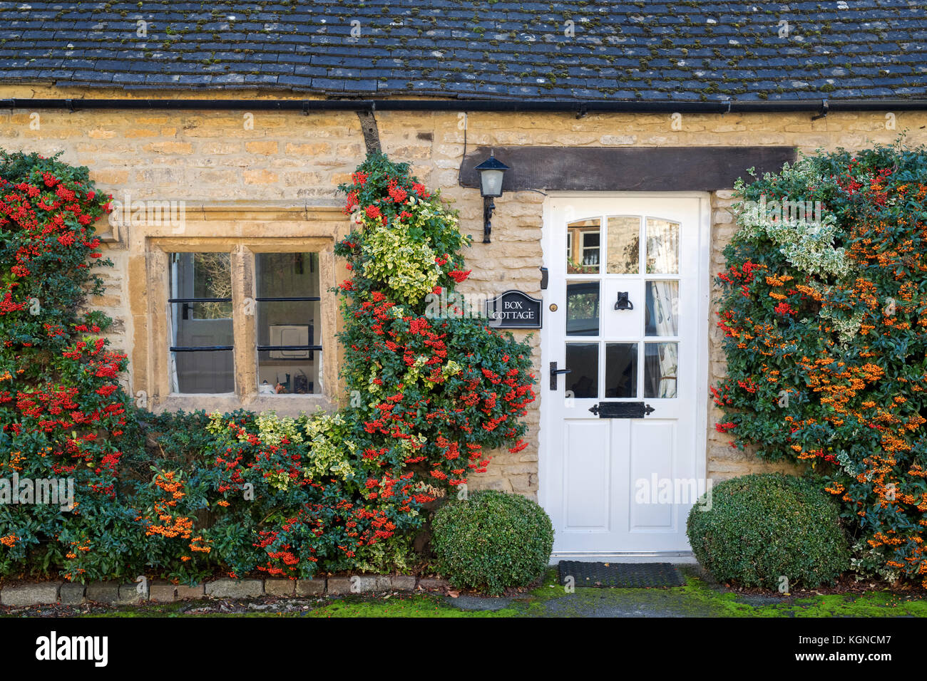 Pyracantha. Firethorn bushes and berries on the exterior of Box Cottage, Broadwell, Cotswolds, Gloucestershire, England Stock Photo