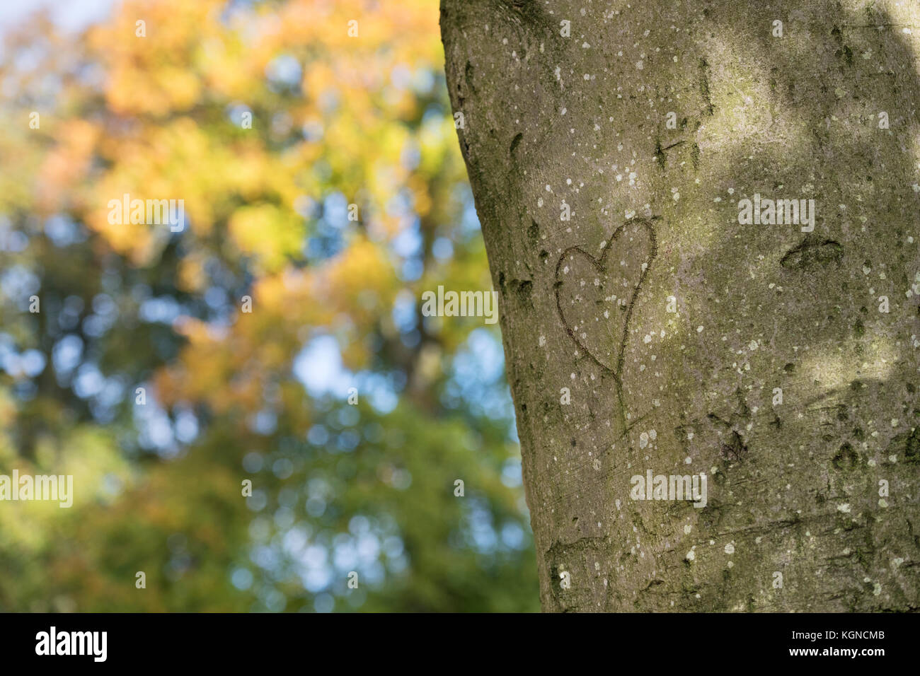 Carved love heart in beech tree bark. Ridgeway, Oxfordshire, England Stock Photo