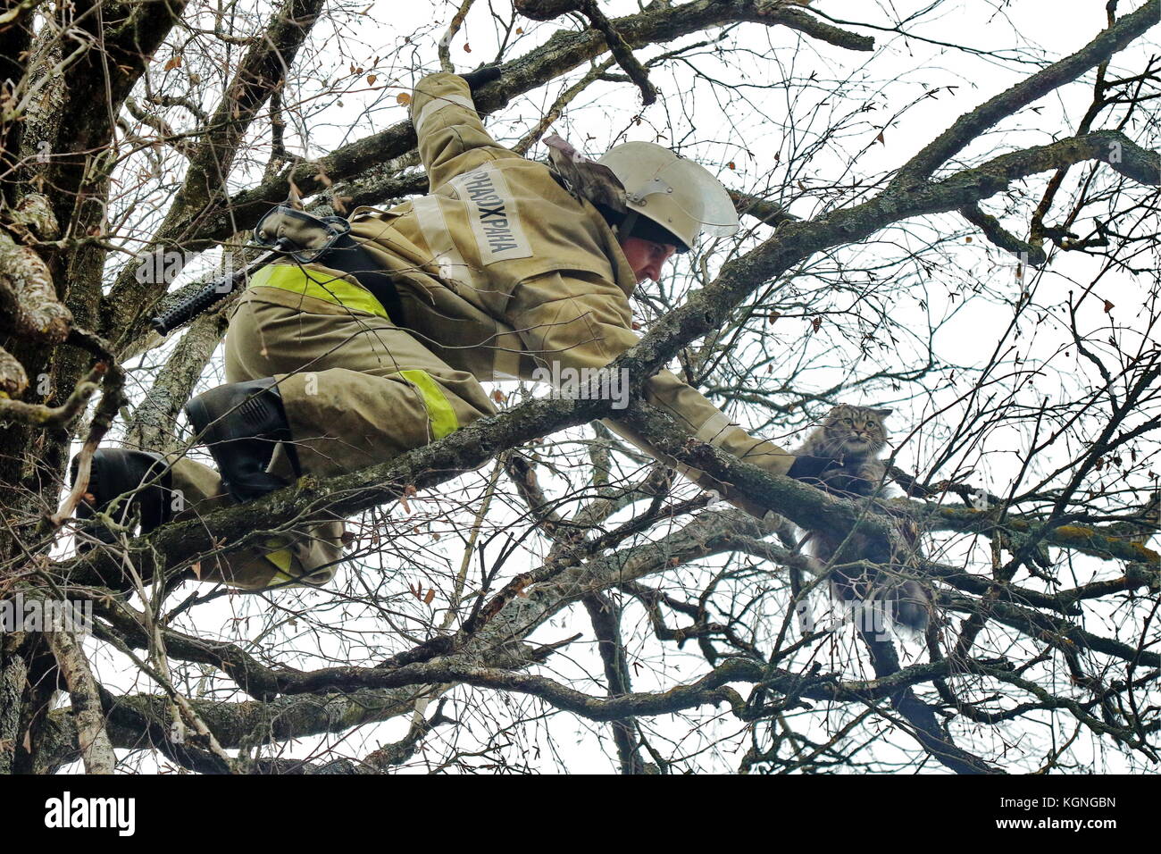cat in a tree emergency rescue