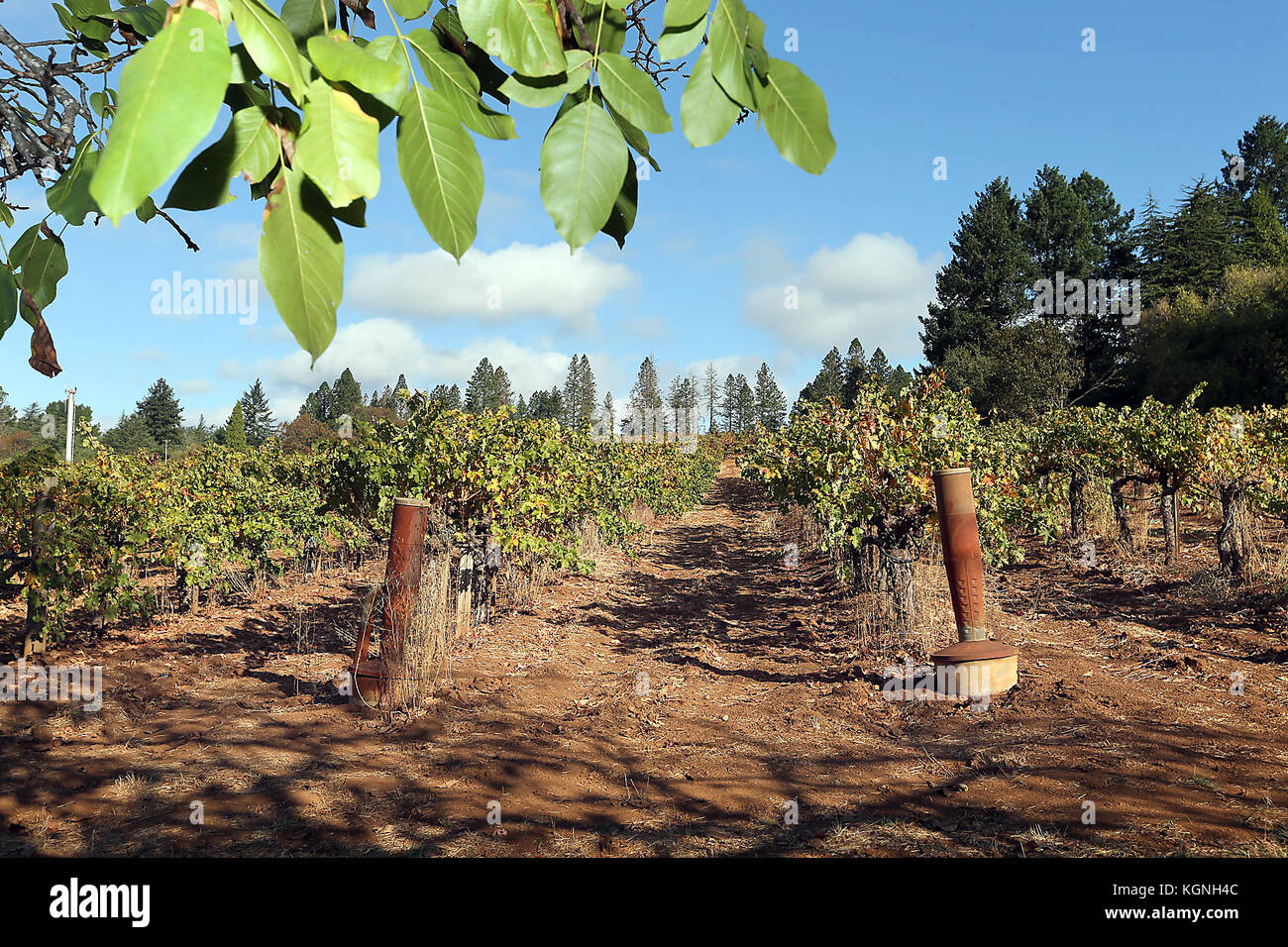 Angwin, CA, USA. 2nd Nov, 2017. A fall vineyard scene along Keyes Avenue in Angwin. Credit: Napa Valley Register/ZUMA Wire/Alamy Live News Stock Photo