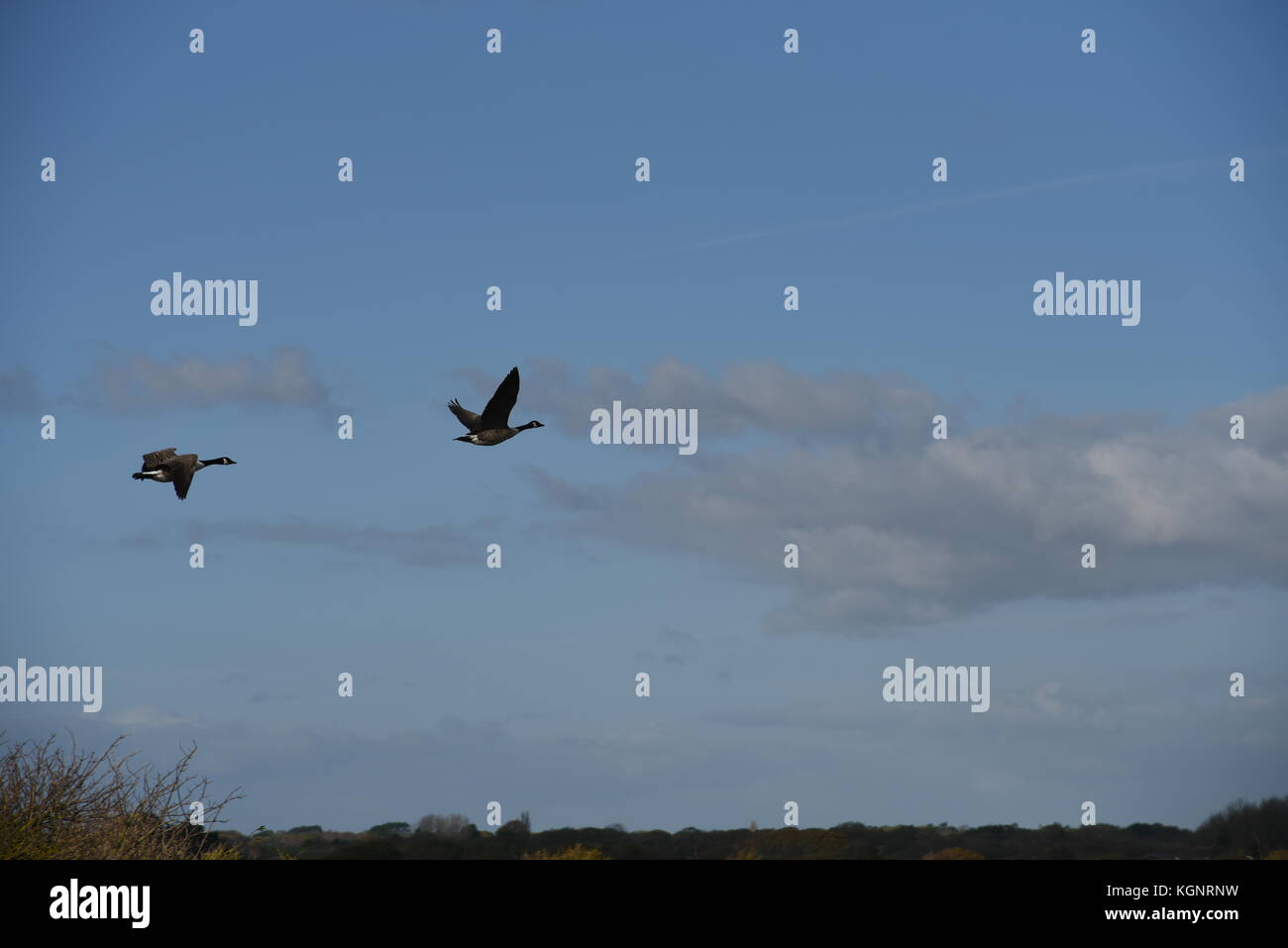 Hampshire. 10th Nov, 2017. UK Weather. Lymington and Keyhaven Marshes Local Nature Reserve on a sunny autumn day Hampshire, UK. 10th Nov, 2017. Credit: Ajit Wick/Alamy Live News Stock Photo