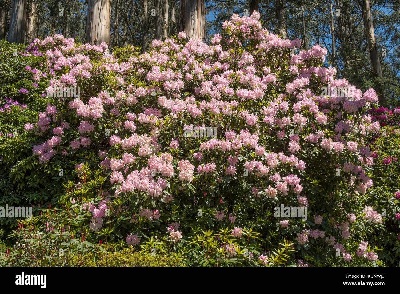 National Rhododendron Gardens Olinda Victoria Australia Stock