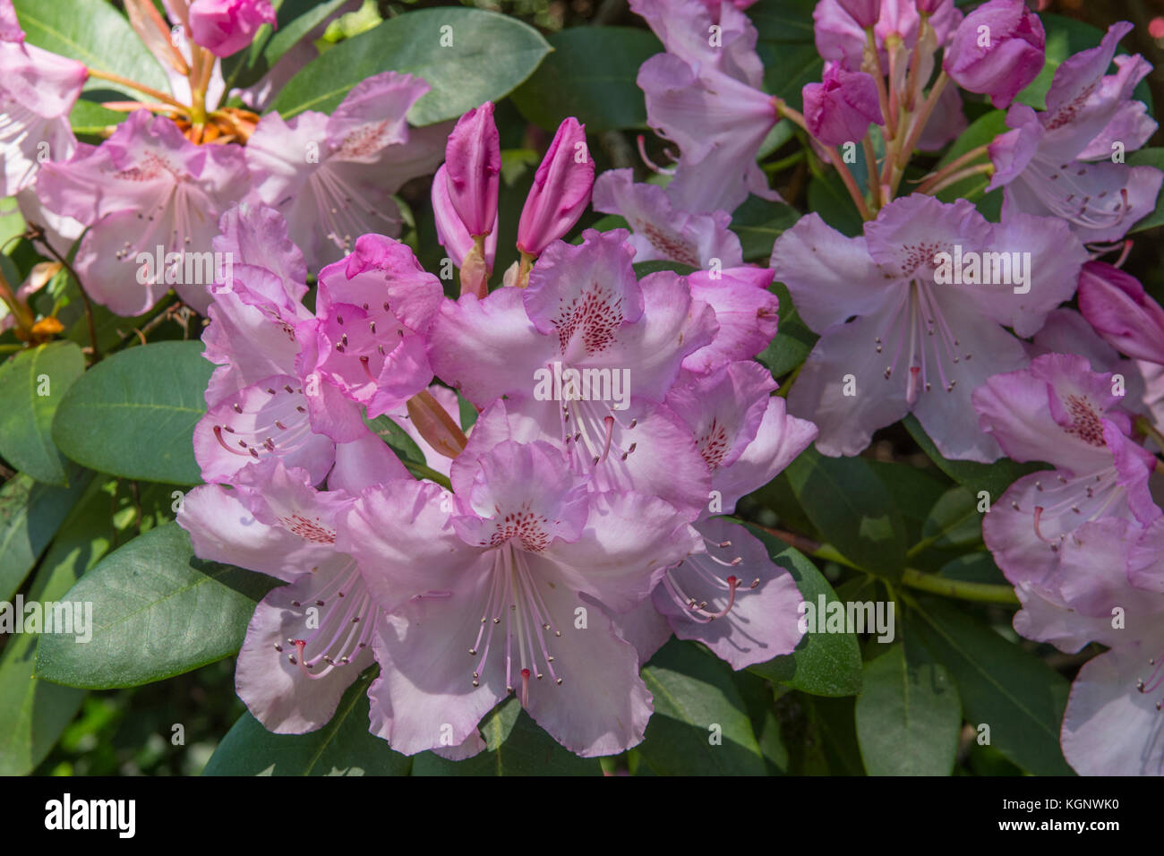 Rhododendron 'Irene Stead' Stock Photo