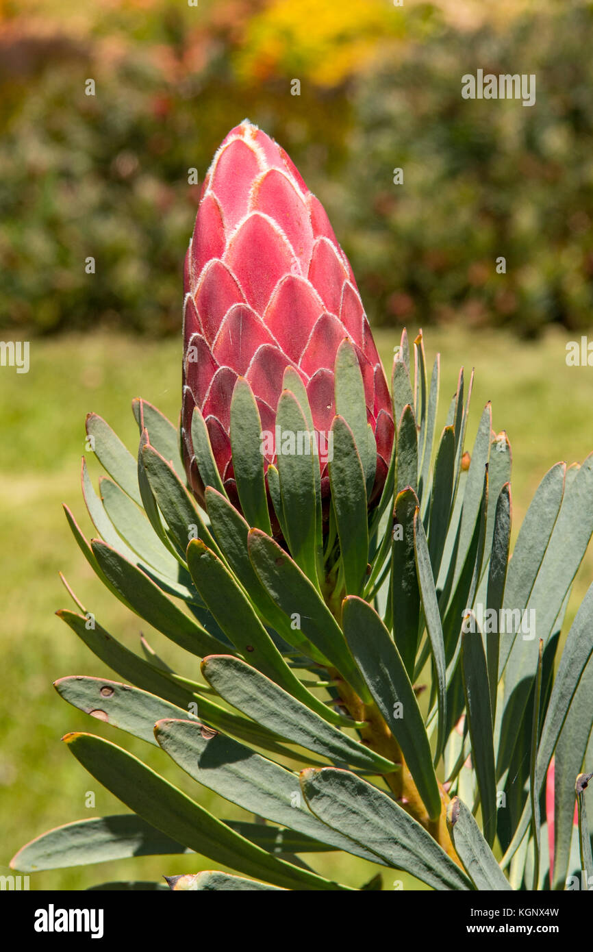 Protea 'Venus' Stock Photo