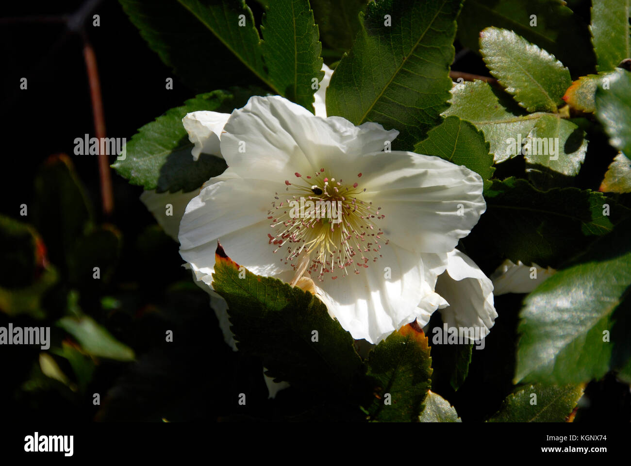 Close up of Eucryphia bloom Stock Photo