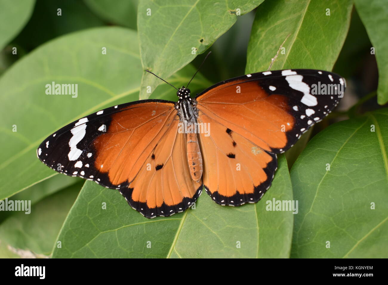 A Danaus chrysippus butterfly on green leaves. Stock Photo
