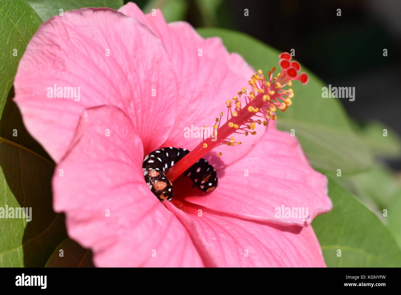 A pink hibiscus flower (Hibiscus moscheutos deep pink) with a Lily moth caterpillar on it. Stock Photo