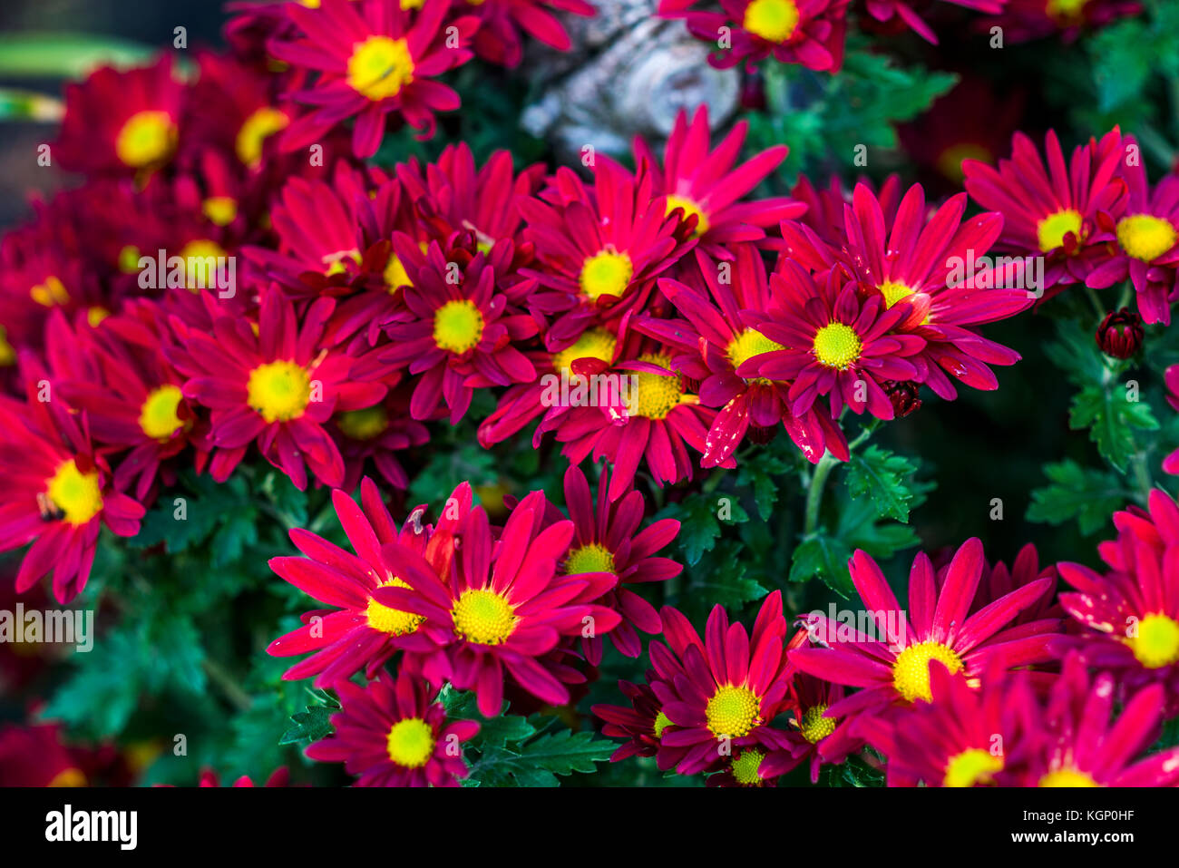 Red chrysanthemum, daisy flower blooming in the summer garden Stock