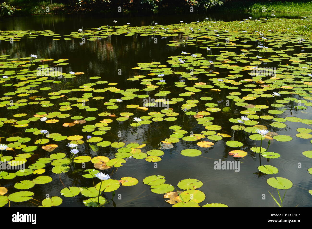 Lagoon Full Of Beautiful Floating Plants. Stock Photo
