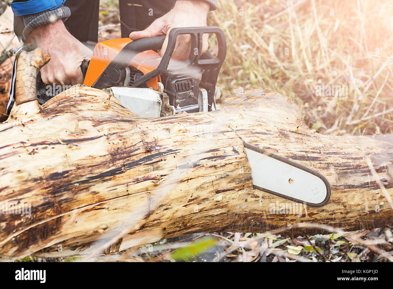 Man Saws petrol saw tree trunk Stock Photo Alamy