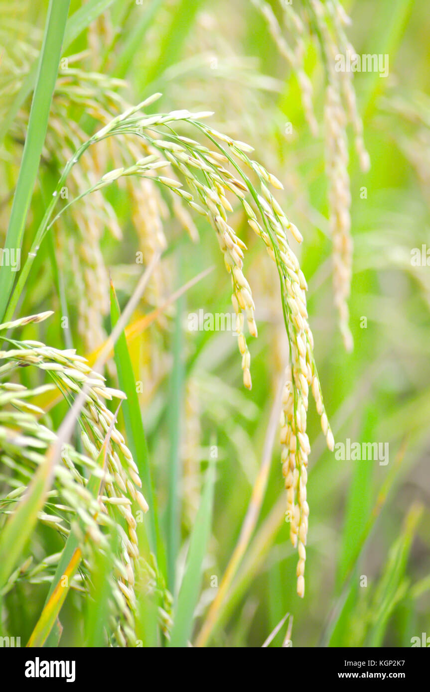 rice plant ,paddy field or rice field Stock Photo - Alamy