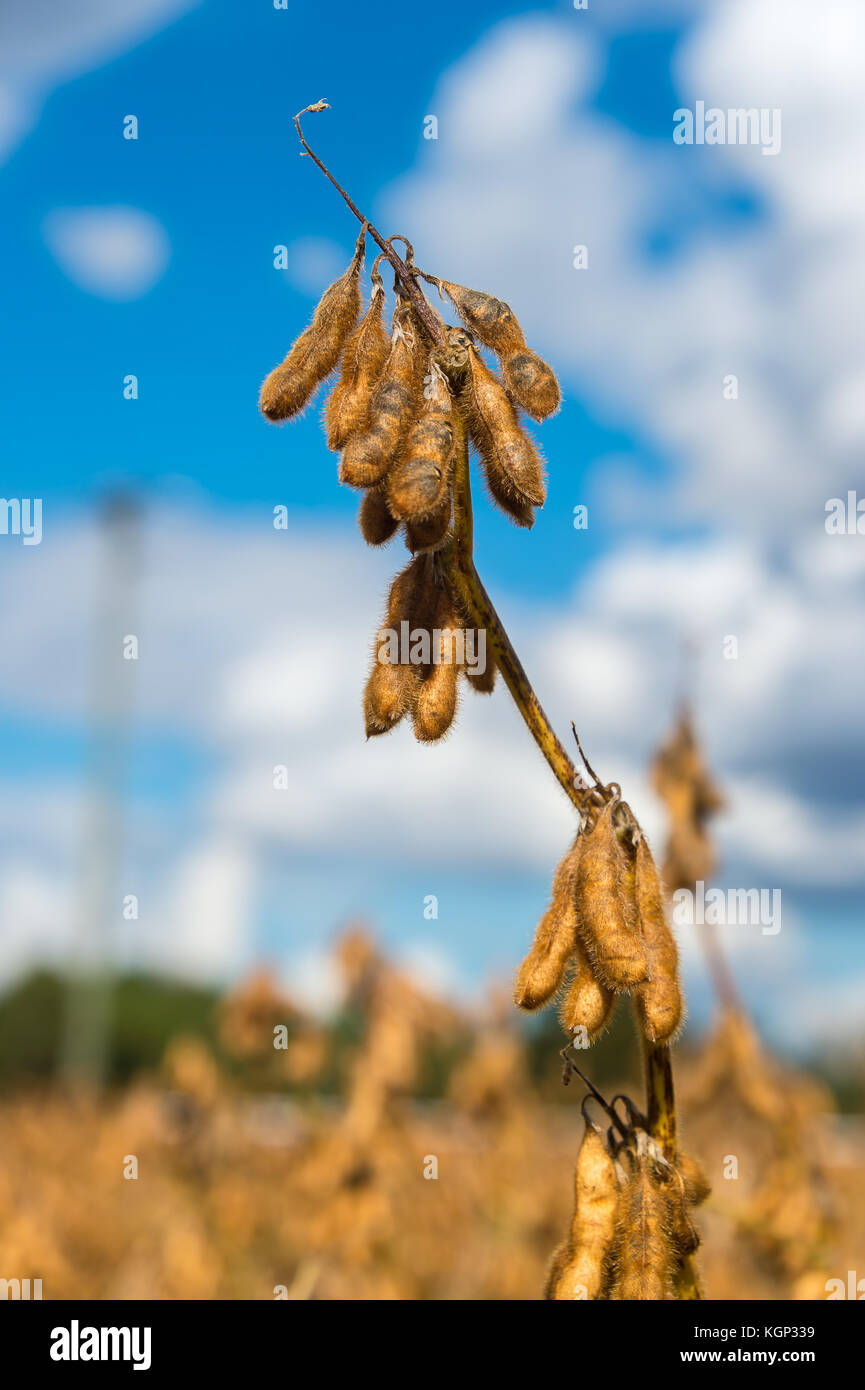 Soy bean (Glycine max) field, crop detail Stock Photo