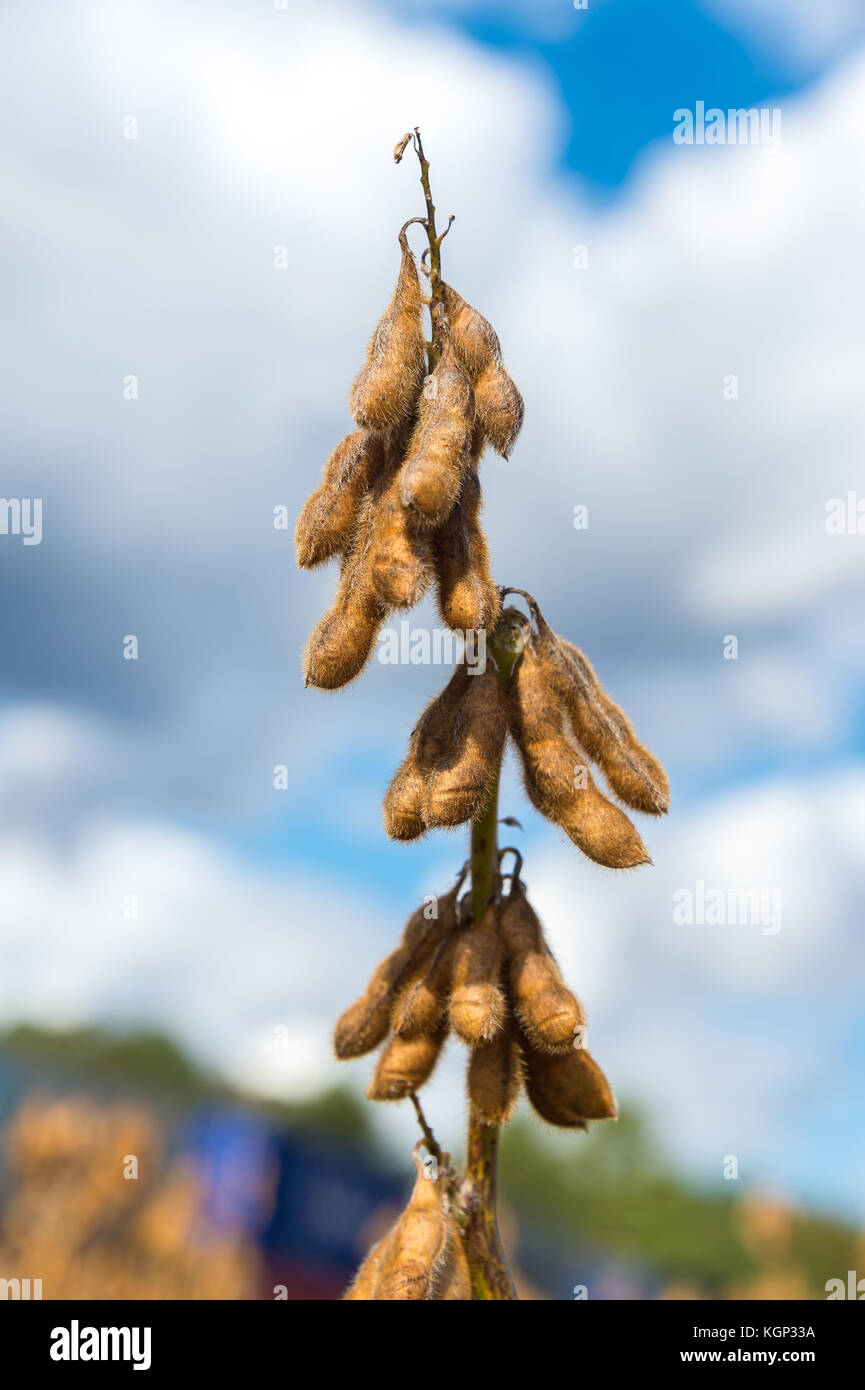 Soy bean (Glycine max) field, crop detail Stock Photo