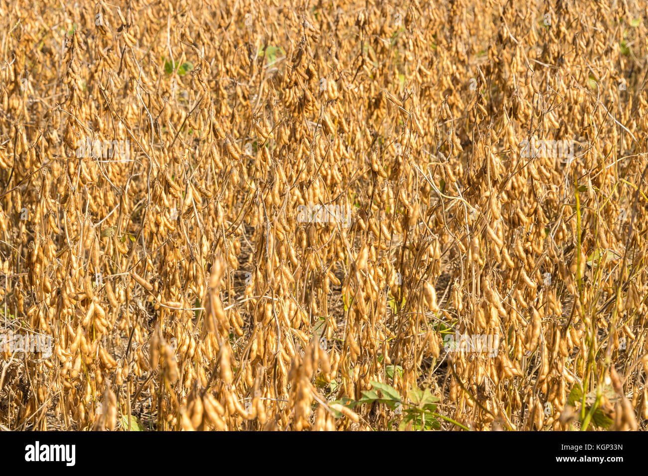 Soy bean field, landscape, for text Stock Photo
