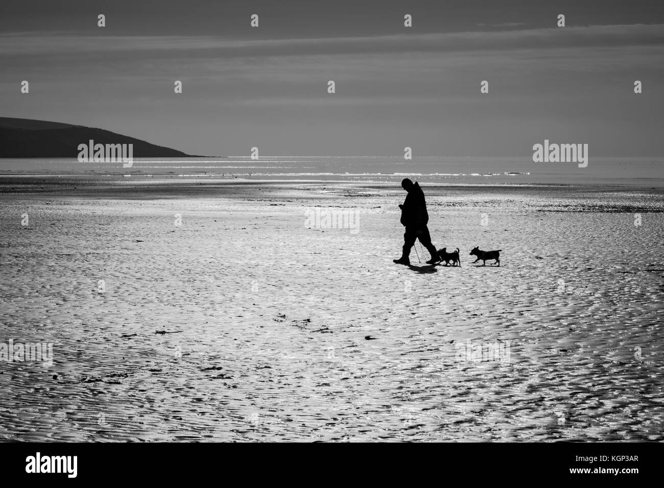 Black and white image of silhouette of dog walker / man walking with his two small dogs on Par beach in Cornwall, UK Stock Photo