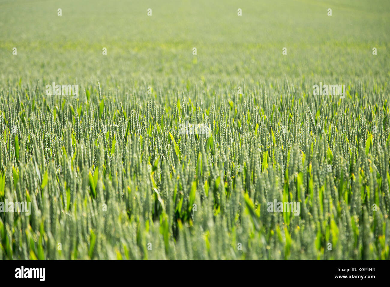 Fresh Crops Growing- Neues Getreide Stock Photo