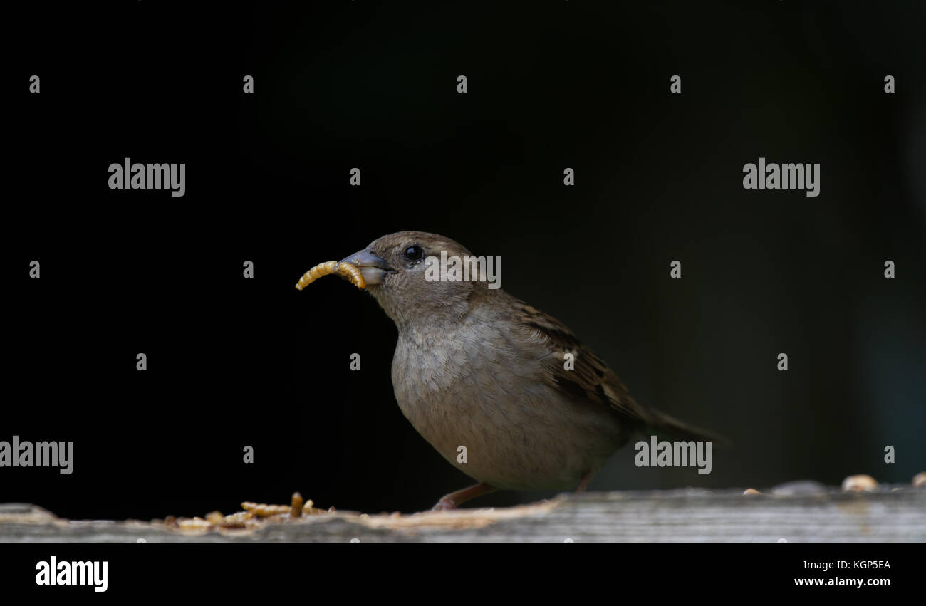 house Sparrow. Passer domesticus. Portrait of single adult female