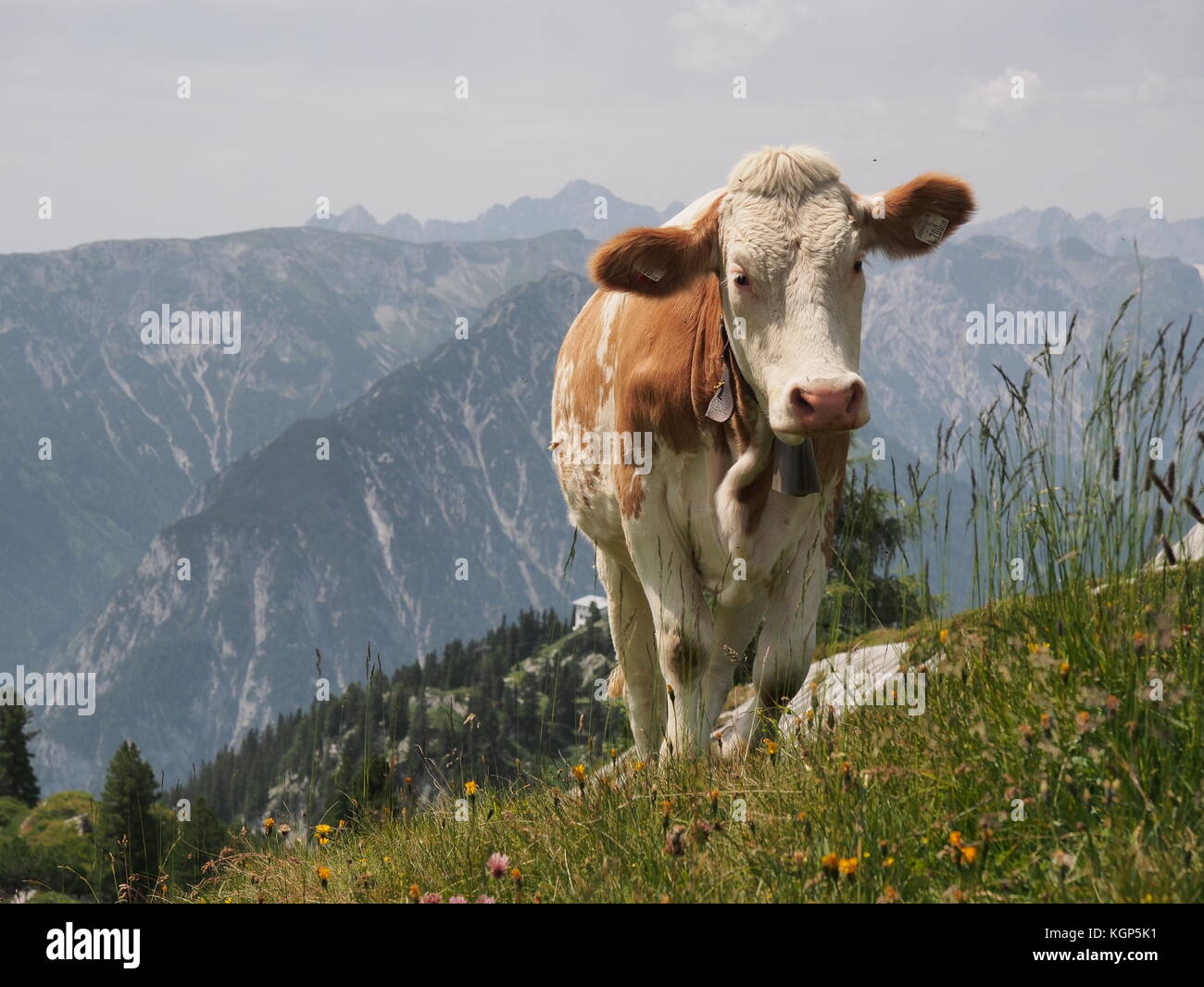 Cow in Austria with a nice mountain background, Rofan, Austria Stock Photo