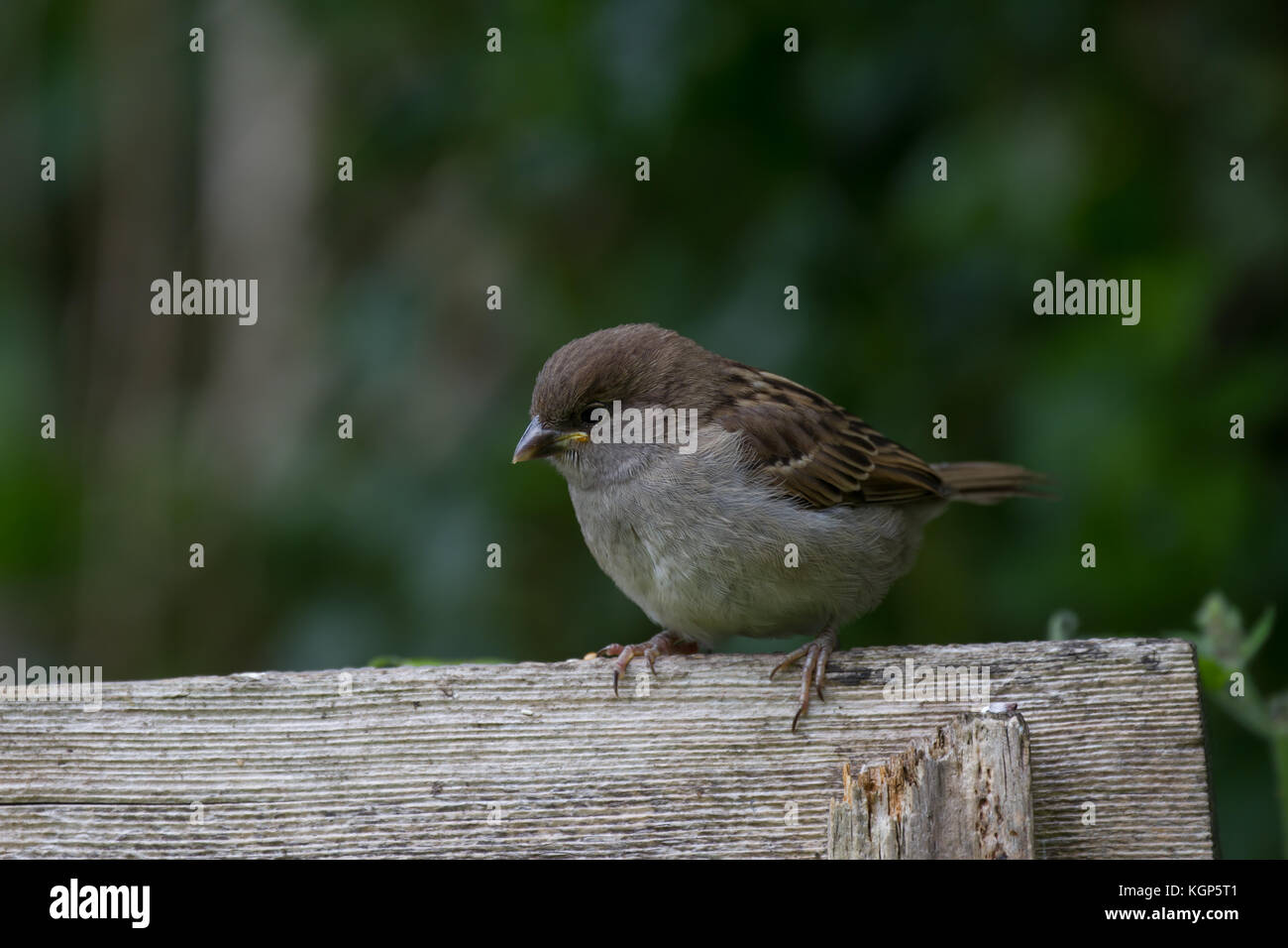 House Sparrow. Passer domesticus.Portrait of single juvenile on fence. West Midlands. UK Stock Photo