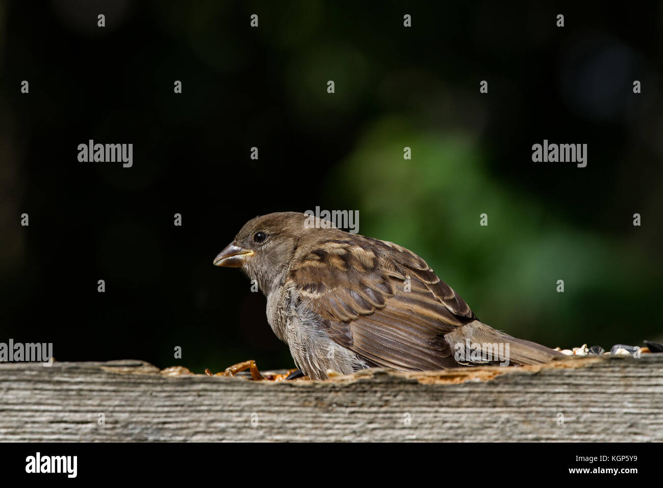 house Sparrow. Passer domesticus.Portrait of single juvenile on feeding platform. . West Midlands. UK Stock Photo