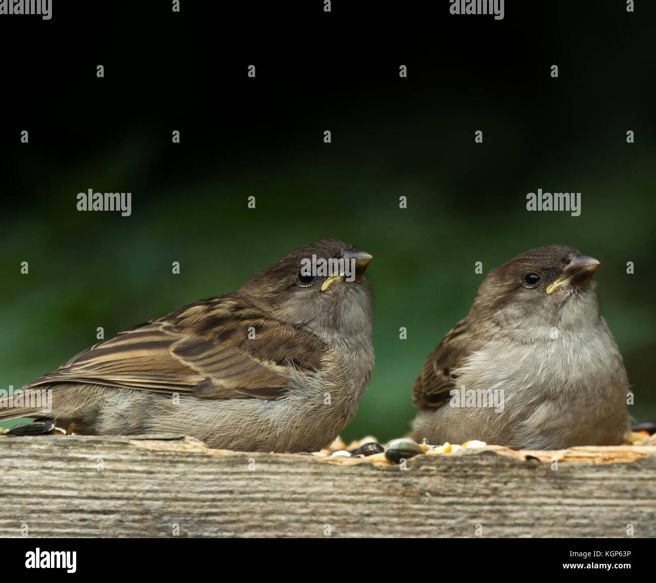 House sparrow chicks hires stock photography and images Alamy