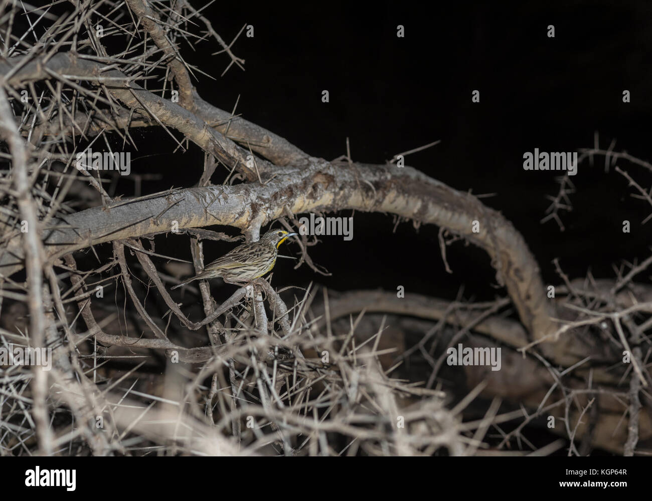 A roosting Pangani longclaw (Macronyx aurantiigula) Stock Photo