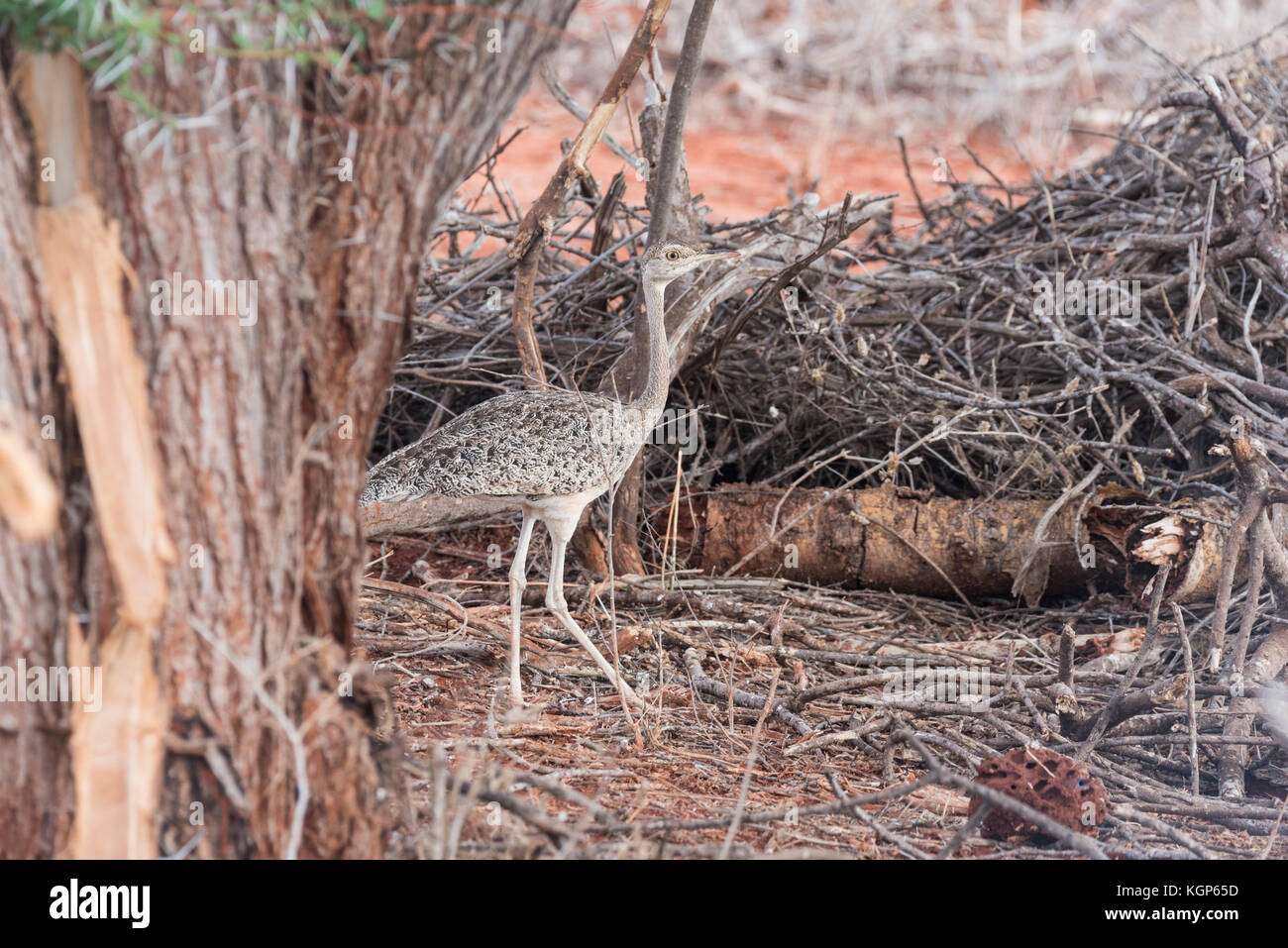 Female Whitebellied bustard (Eupodotis senegalensis Stock Photo Alamy