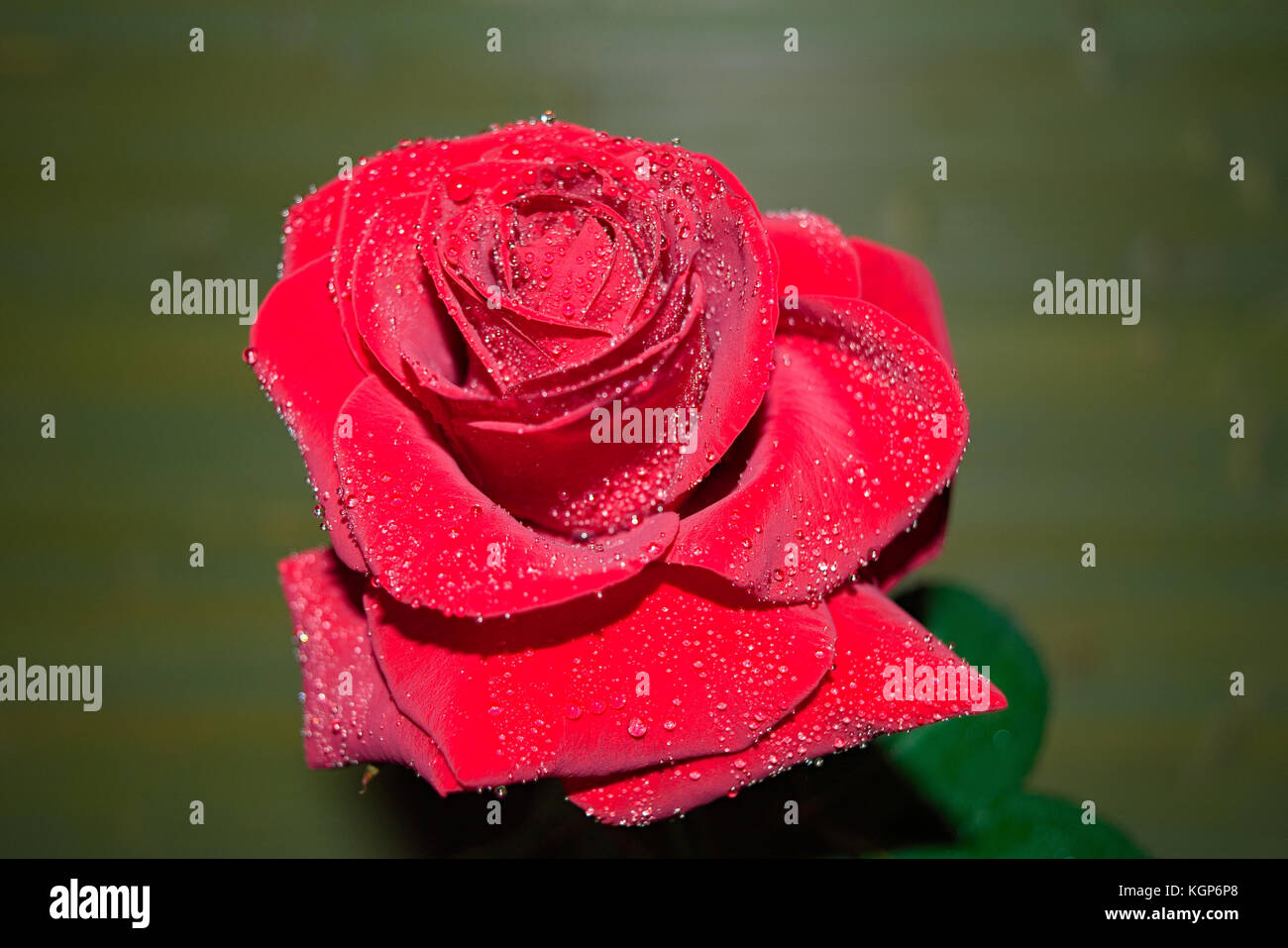 red rose with droplets in blur background Stock Photo - Alamy