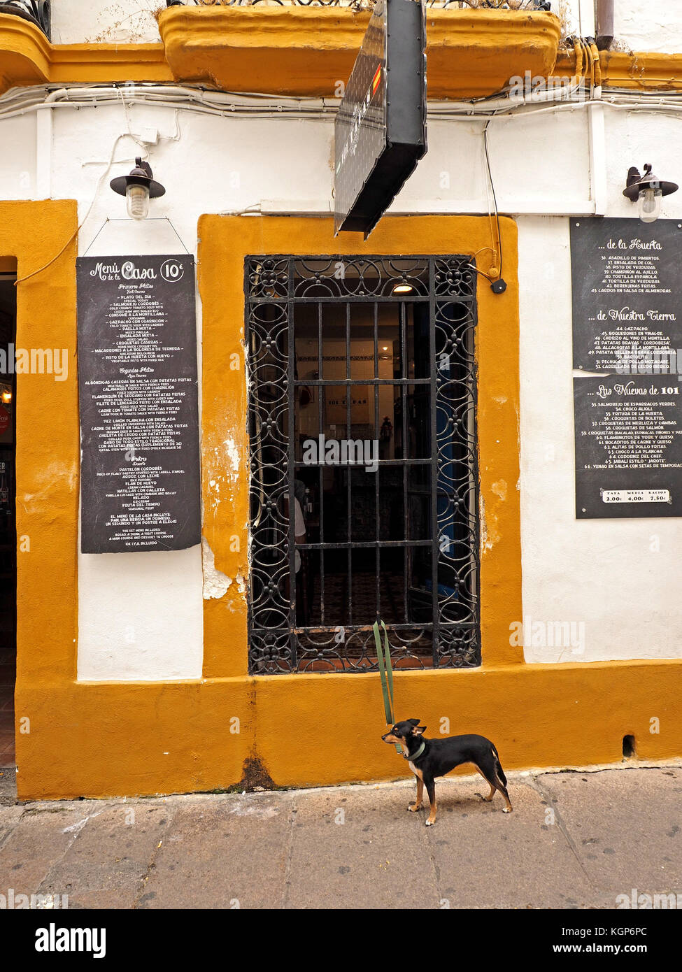 street view of small dog tied outside to ornate ironwork grille of eating establishment window in old quarter of Córdoba, Spain Stock Photo